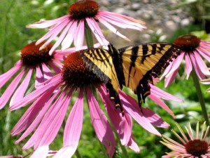 IMG_2056.jpg re-sized