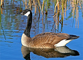 canada_goose_glamour1