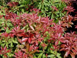 PierisJaponicaMountainfire