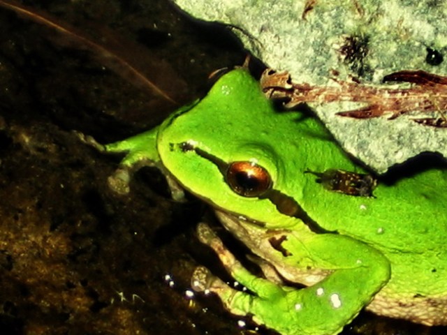 resized closeup of frog in water feature