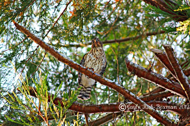 Cooper's Hawk Juvenile at Fishhawk Lake