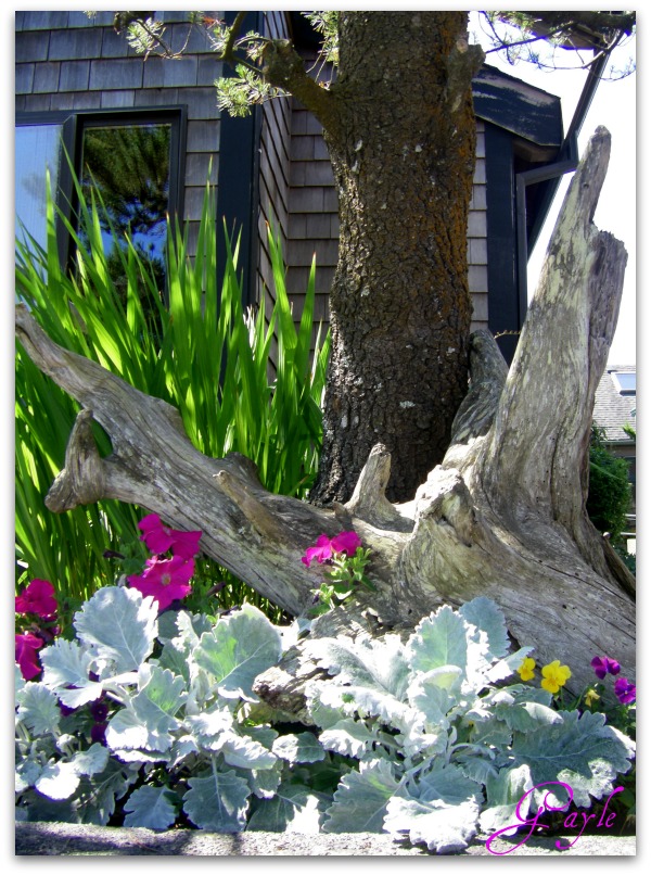 driftwood arrangement