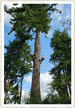 Arbor Tree Care Specialists