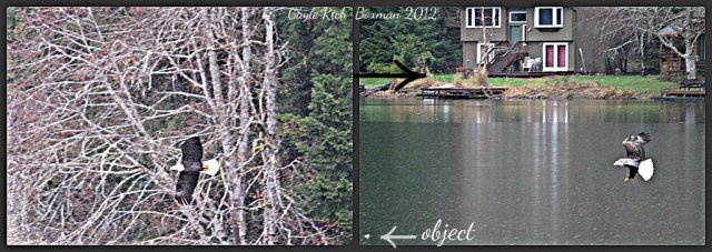 Bald eagle swooping down from trees toward object in water