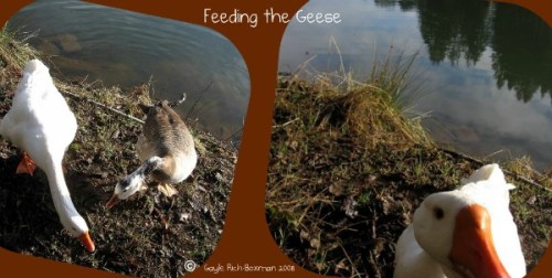Feeding the Geese