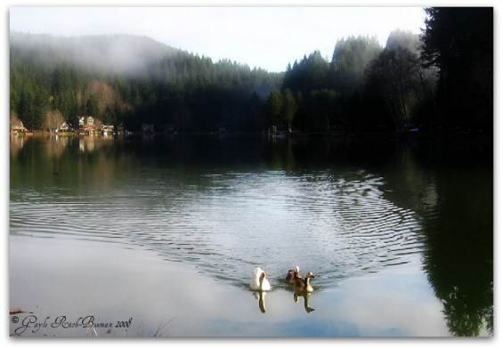 The Three Geese Coming to be Fed