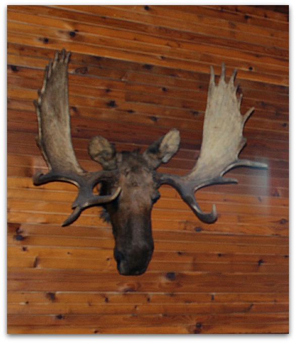 Bullwinkle Finds a New Home