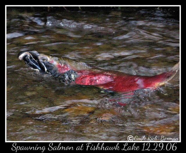 Salmon spawning Fishhawk Lake