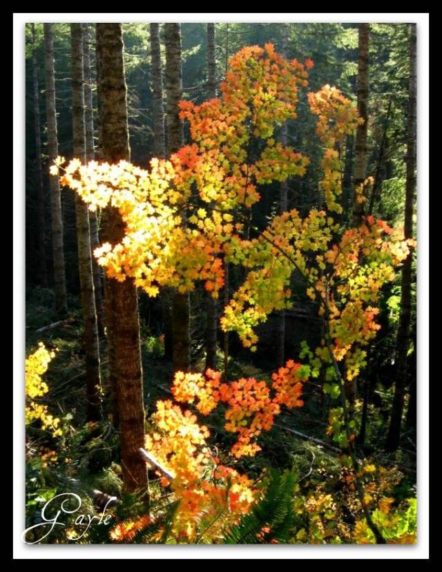 autumn leaves on Greasy Spoon Road
