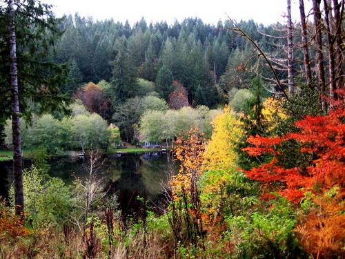 fall on Fishhawk Road Schoenky lot