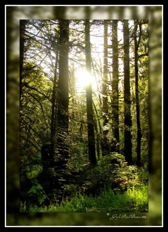 Greasy Spoon sunset in the trees 2014-04-29 19.25.25