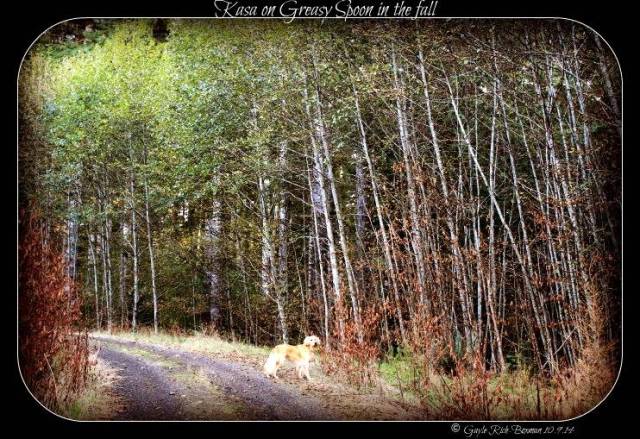 Kasa on Greasy Spoon in the fall 2014-10-09 18.34.20 (1)