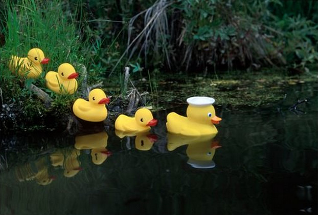 ducks in a row in the lake